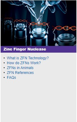 Zinc Finger Nuclease